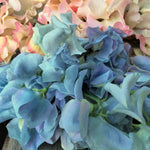 Load image into Gallery viewer, Sweet Pea, &#39;Lunar Blue&#39;
