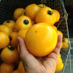 Load image into Gallery viewer, Tomato, &#39;Manyel&#39;
