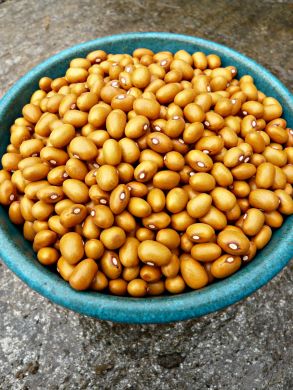 Bean, Bush Dry, 'Marfax'