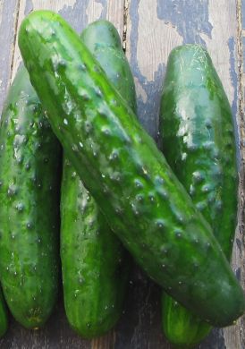 Cucumber, 'Sweet Marketmore'