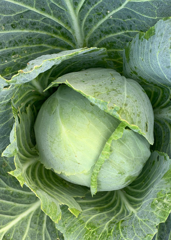 Cabbage, 'Marner'