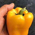 Load image into Gallery viewer, Sweet Pepper, &#39;Marta Polka&#39;
