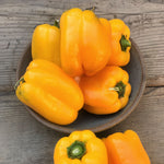 Load image into Gallery viewer, Sweet Pepper, &#39;Marta Polka&#39;
