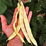 Load image into Gallery viewer, Bean, Pole Snap, &#39;Marvel of Venice&#39;
