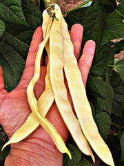 Load image into Gallery viewer, Bean, Pole Snap, &#39;Marvel of Venice&#39;
