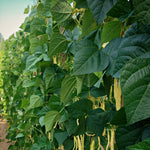 Load image into Gallery viewer, Bean, Pole Snap, &#39;Marvel of Venice&#39;
