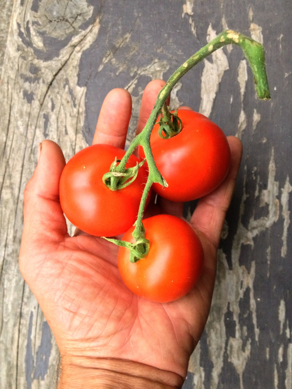 Medium Slicer Tomato Seeds
