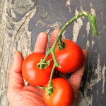 Load image into Gallery viewer, Tomato, &#39;Matina&#39;
