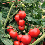Load image into Gallery viewer, Tomato, &#39;Matina&#39;
