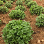 Load image into Gallery viewer, Mentuccia Romana
