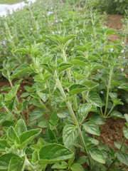 Load image into Gallery viewer, Mentuccia Romana
