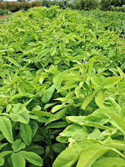 Load image into Gallery viewer, Trigonella, &#39;Blue Fenugreek&#39;
