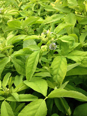 Load image into Gallery viewer, Trigonella, &#39;Blue Fenugreek&#39;

