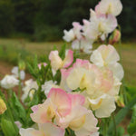 Load image into Gallery viewer, Sweet Pea, &#39;Mollie Rilstone&#39;

