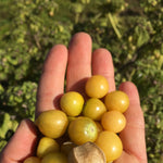 Load image into Gallery viewer, Ground Cherry &#39;Aunt Molly&#39;s&#39;
