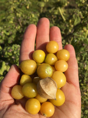 Load image into Gallery viewer, Ground Cherry &#39;Aunt Molly&#39;s&#39;
