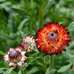 Load image into Gallery viewer, Strawflower, &#39;Monstrosum Fireball&#39;
