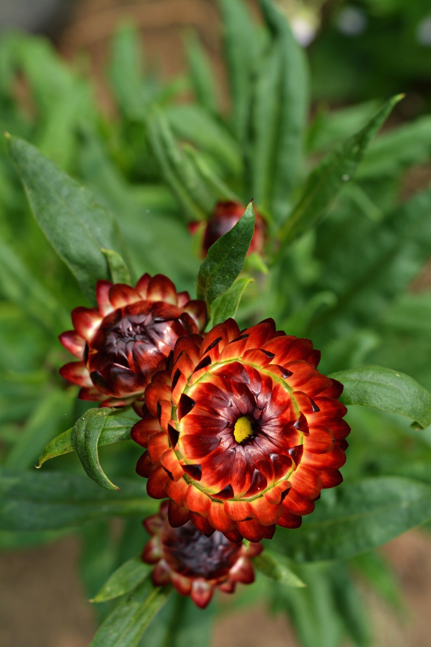 Flowers | Uprising Seeds