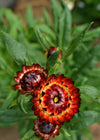 Strawflower, 'Monstrosum Fireball'