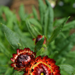Load image into Gallery viewer, Strawflower, &#39;Monstrosum Fireball&#39;
