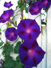 Load image into Gallery viewer, Morning Glory, &#39;Grandpa Ott&#39;s&#39;
