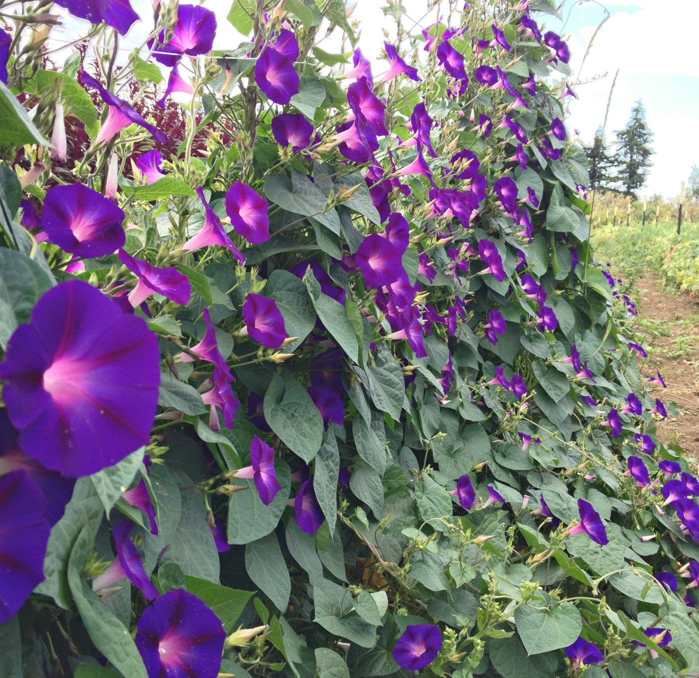 Flowers | Uprising Seeds