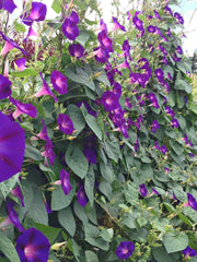 Load image into Gallery viewer, Morning Glory, &#39;Grandpa Ott&#39;s&#39;
