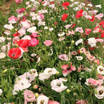 Load image into Gallery viewer, Poppy, Shirley &#39;Mother of Pearl&#39;
