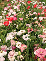 Load image into Gallery viewer, Poppy, Shirley &#39;Mother of Pearl&#39;
