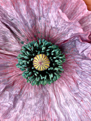 Load image into Gallery viewer, Poppy, Shirley &#39;Mother of Pearl&#39;
