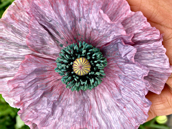 Poppy, Shirley 'Mother of Pearl'