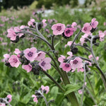 Load image into Gallery viewer, Forget-Me-Not, Chinese, &#39;Mystery Rose&#39;
