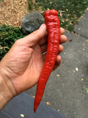 Load image into Gallery viewer, Sweet Pepper, &#39;Jimmy Nardello&#39;
