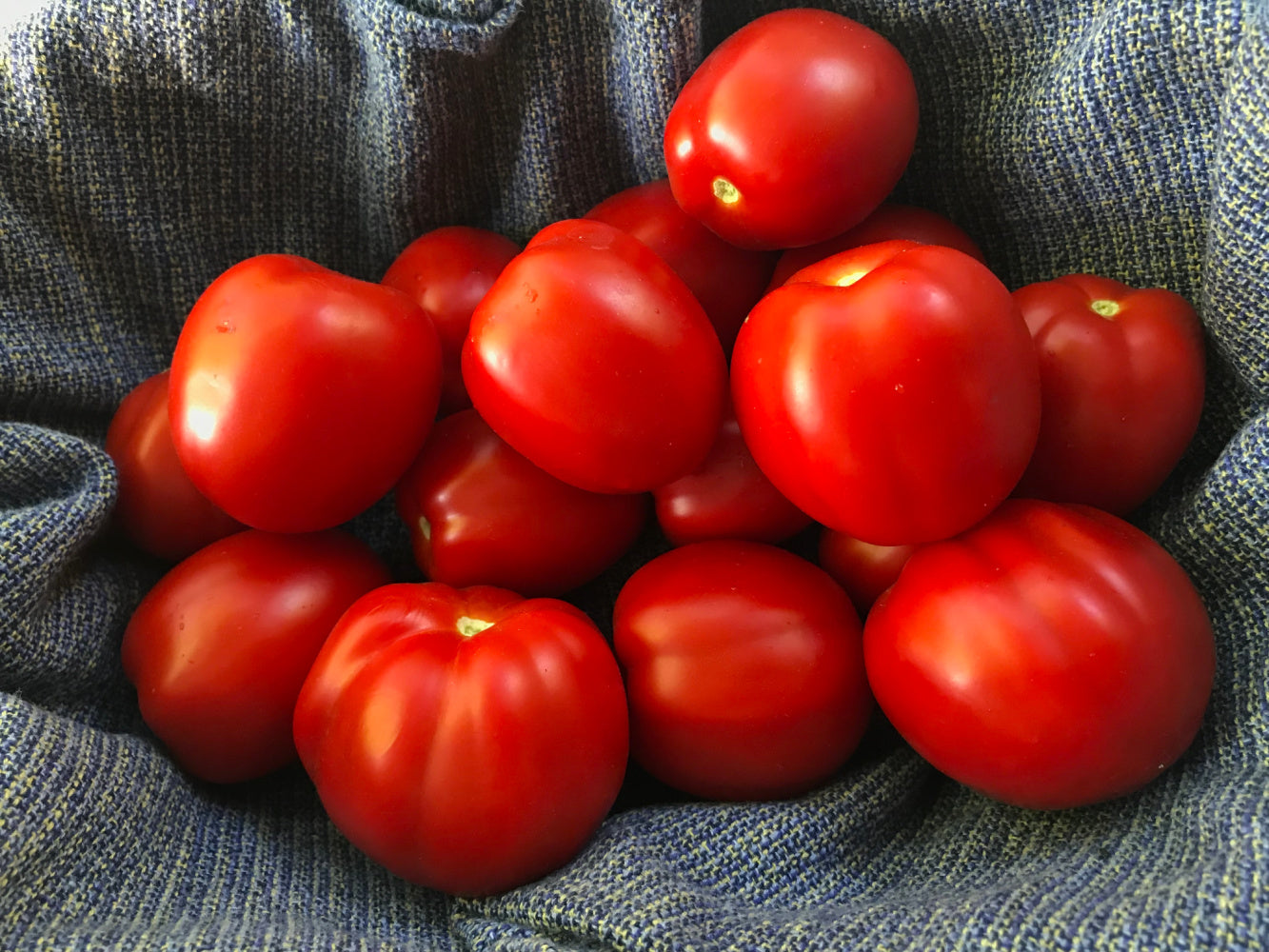 Ruby Tomatoes Tomato, 'Northern Ruby' | Uprising Seeds