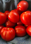 Tomato, Paste, 'Northern Ruby'