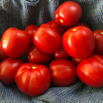 Load image into Gallery viewer, Tomato, &#39;Northern Ruby&#39;
