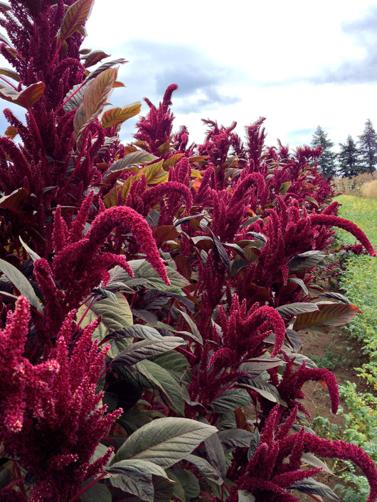 Amaranth, 'Opopeo'