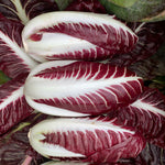 Load image into Gallery viewer, Radicchio (Rosso di Treviso Precoce), &#39;Pacifico&#39;
