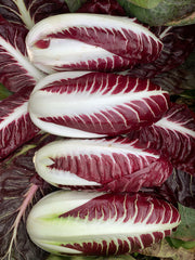 Radicchio (Rosso di Treviso Precoce), 'Regina Rossa