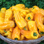 Load image into Gallery viewer, Sweet Pepper, &#39;Petit Marseillais&#39;
