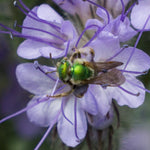 Load image into Gallery viewer, Phacelia, &#39;Bee&#39;s Friend&#39;
