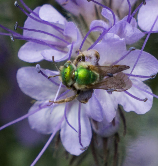 Phacelia, 'Bee's Friend'