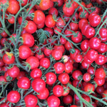 Load image into Gallery viewer, Tomato, &#39;Pinky&#39;
