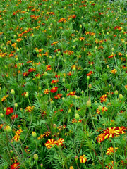 Load image into Gallery viewer, Marigold, &#39;Pinwheel&#39;
