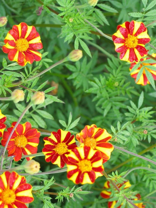 Marigold, 'Pinwheel'