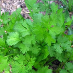 Load image into Gallery viewer, Cilantro, &#39;Pokey Joe&#39;
