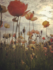 Load image into Gallery viewer, Poppy, Iceland, &#39;Pastel Meadows&#39;
