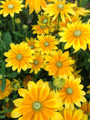 Load image into Gallery viewer, Rudbeckia, &#39;Prairie Sun&#39;
