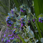 Load image into Gallery viewer, Cerinthe, &#39;Pride of Gibraltar&#39;
