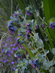 Load image into Gallery viewer, Cerinthe, &#39;Pride of Gibraltar&#39;
